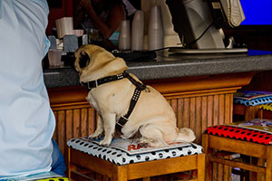 Pug sat at Dog Friendly Pub Cotswolds