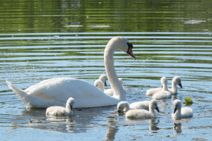 Swan and goslings in the Cotswold Water Park