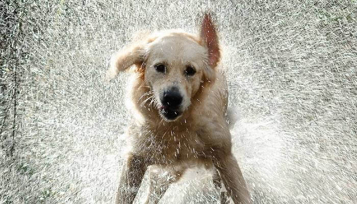 dog shaking water of its body