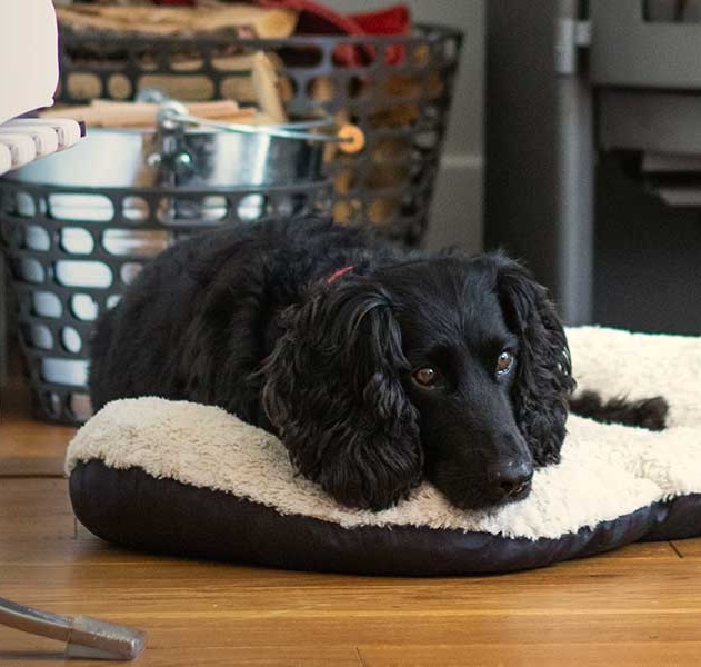 Pet friendly properties at Spring Lake